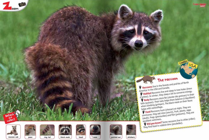 Présentation de l'animal Le Racoon - extrait de "I Love English Kids"